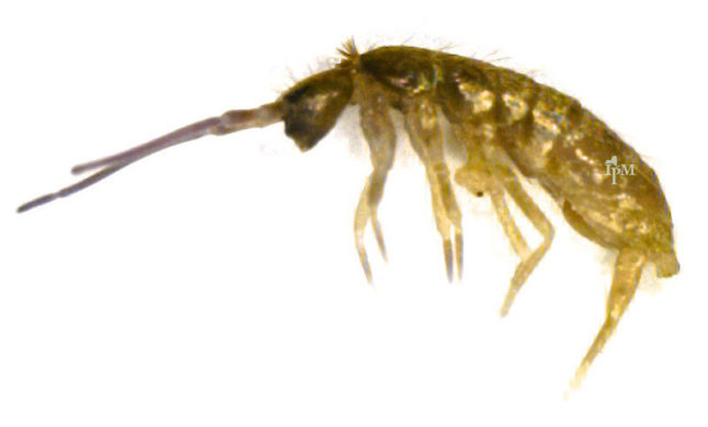 springtail water bug