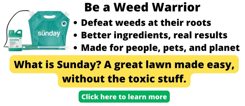 Vinegar as a Weed Killer: Youre Probably Doing It Wrong