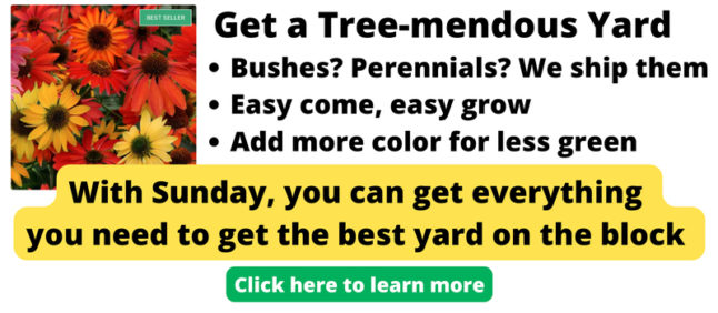 Sunday tree and live plants ad