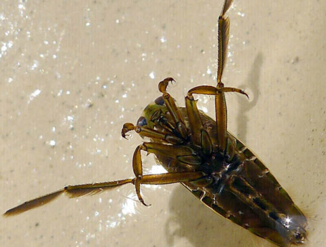 Backswimmer water bug
