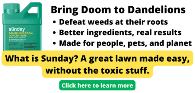 Ad for Get Sunday's Dandelion Doom weed killer