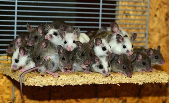 bunch of mice, gray and white, crowded atop each other