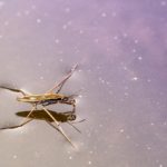 How to Get Rid of Water Bugs in Your Orlando Pool