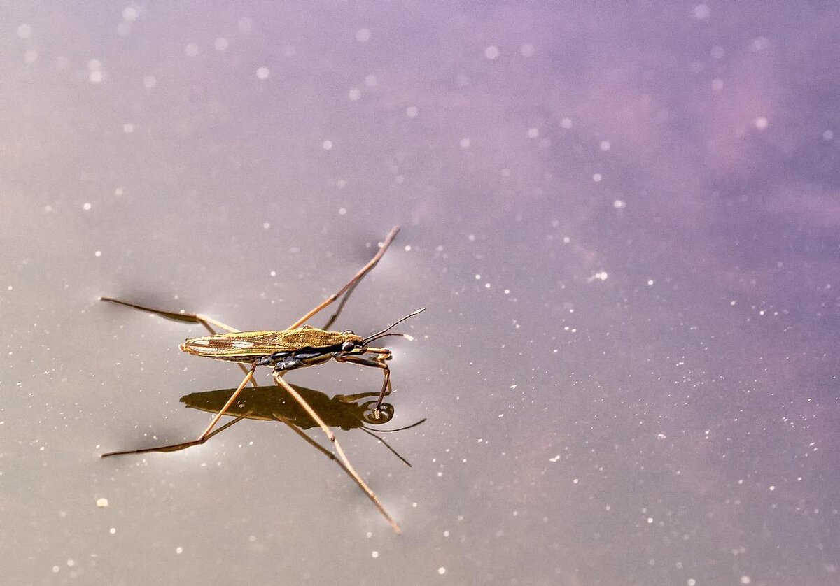 Water skimmer water bug atop water.