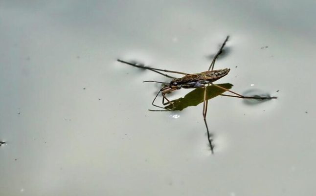 water striders water bug