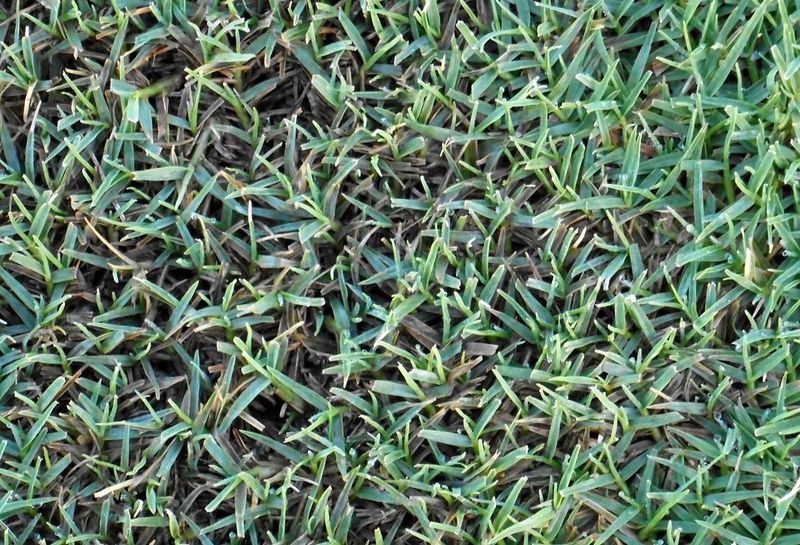 Bermudagrass with dollar spot