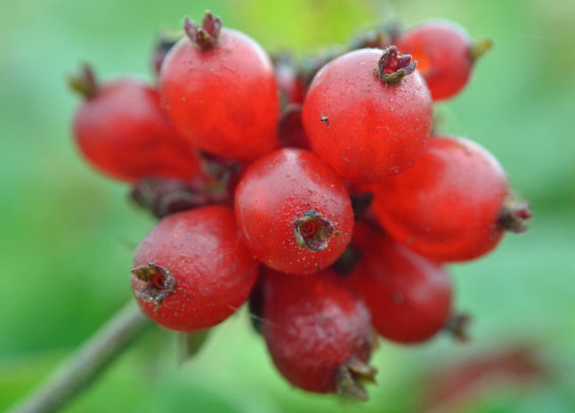 Honeysuckle fruit