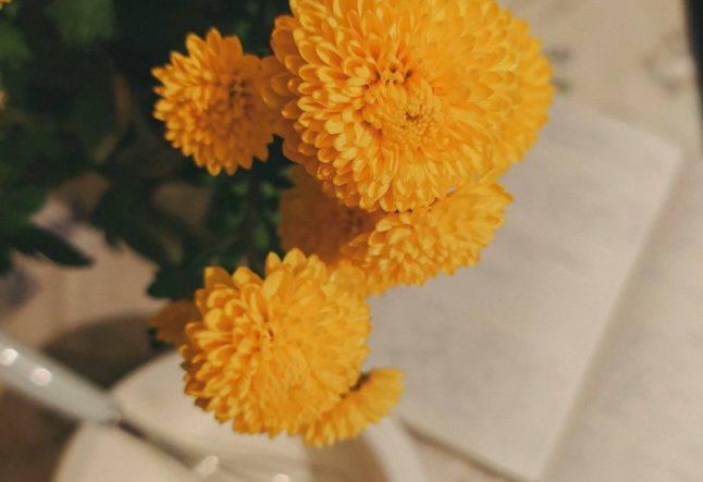 Chrysanthemums in front of a mixing bowl and wisk