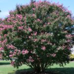 How to Prune Crape Myrtles