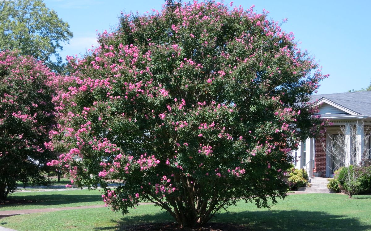 Crape Myrtle in front of a house