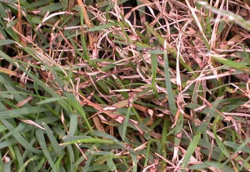 Close-up of grass showing early symptoms of dollar spot disease, with tan lesions on grass blades and thinning turf