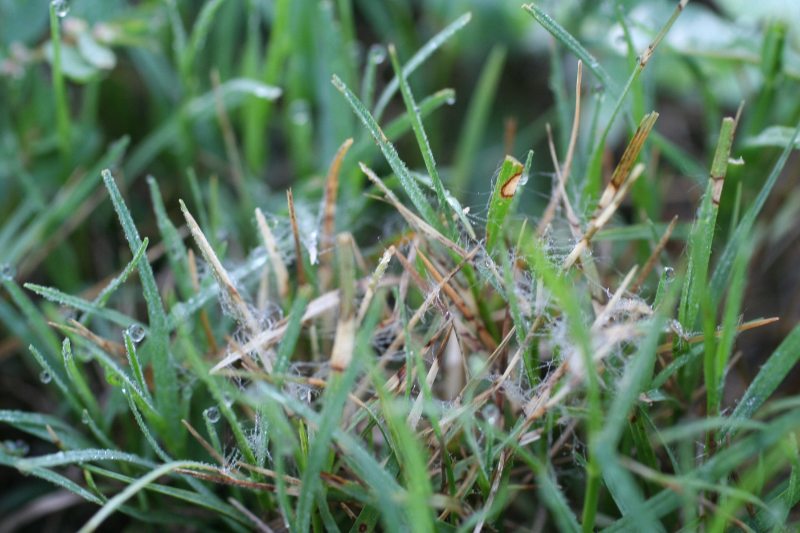 Close-up of grass with white mycelium webbing and brown leaf tips, indicating active dollar spot fungal infection