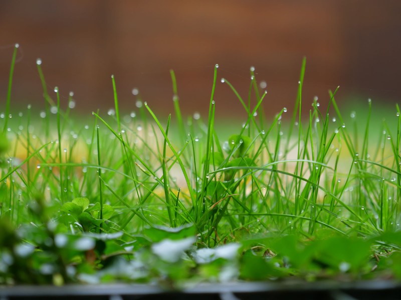 Grass on a lawn with morning dew