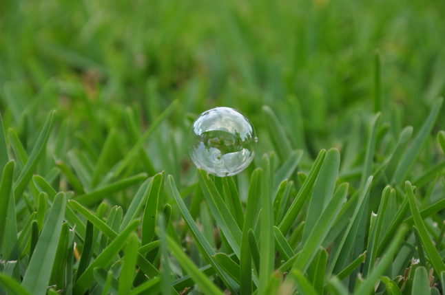 Bubble on St. Augustinegrass