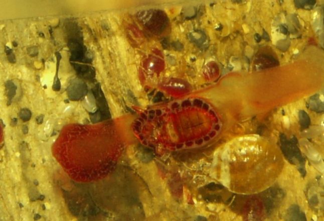 Bed Bug Colony Up Close