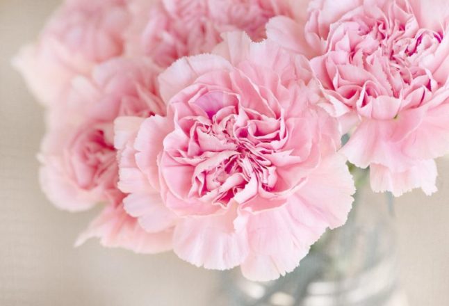 Pink Carnation 