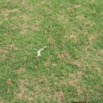grass damaged by dollar spot in a lawn