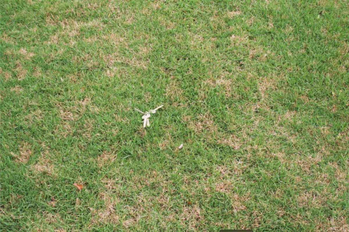 grass damaged by dollar spot in a lawn