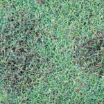 How to Get Rid of Dollar Spot