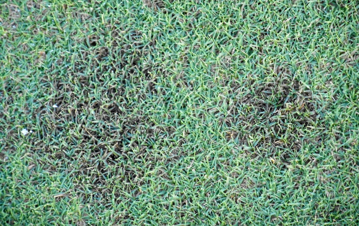 Dollar Spot on Bermuda Grass