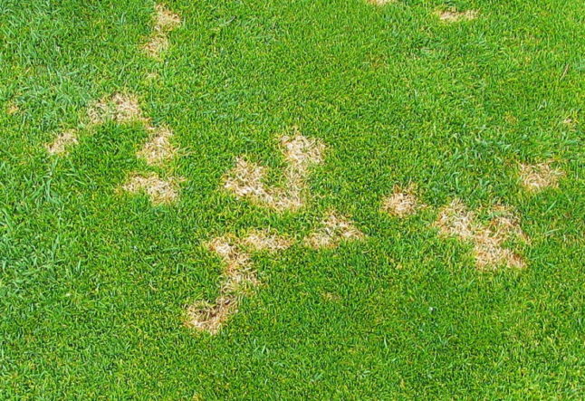 Dollar spot symptoms on a creeping bentgrass tee