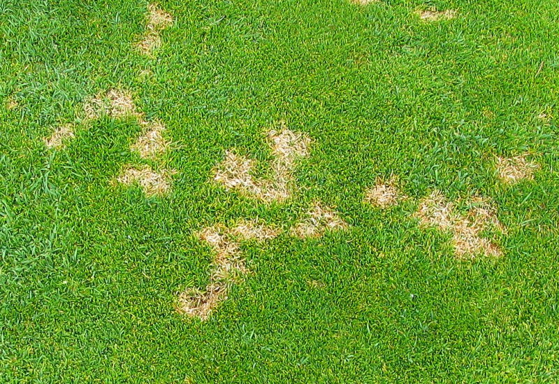 Dollar spot symptoms on a creeping bentgrass lawn