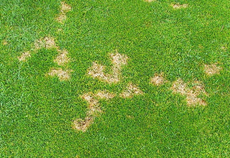 Dollar spot symptoms creeping bentgrass