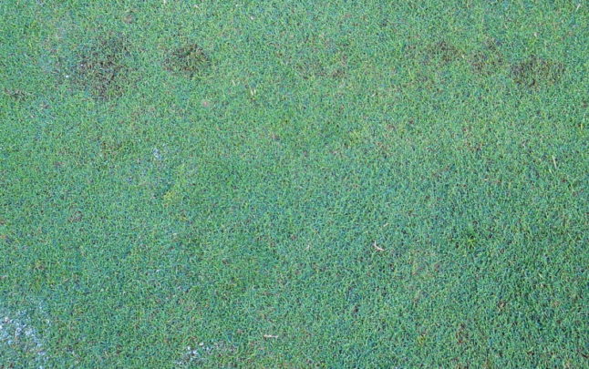 Bermudagrass with dollar spot