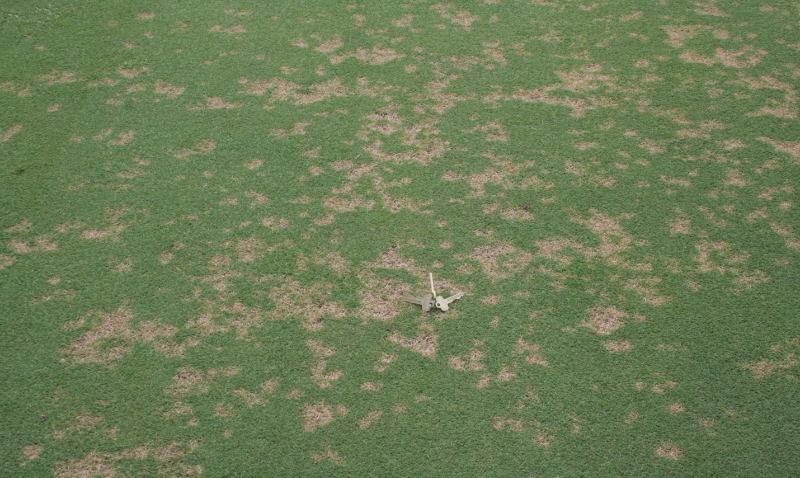 A lawn with numerous small, circular brown patches caused by dollar spot fungus, showing irregular turf damage