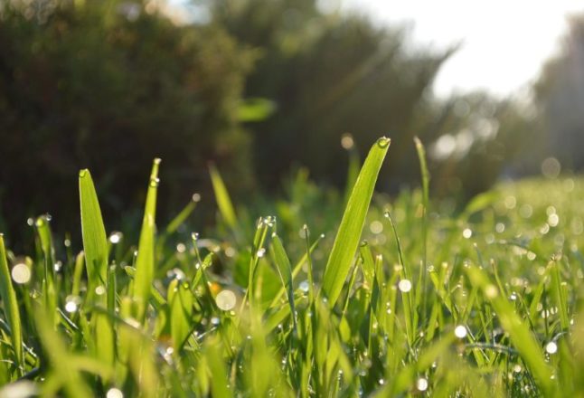 Grass with dew on it 