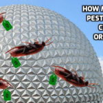 How Much Does Pest Control Cost in Orlando?
