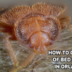 How to Get Rid of Bed Bugs in Orlando