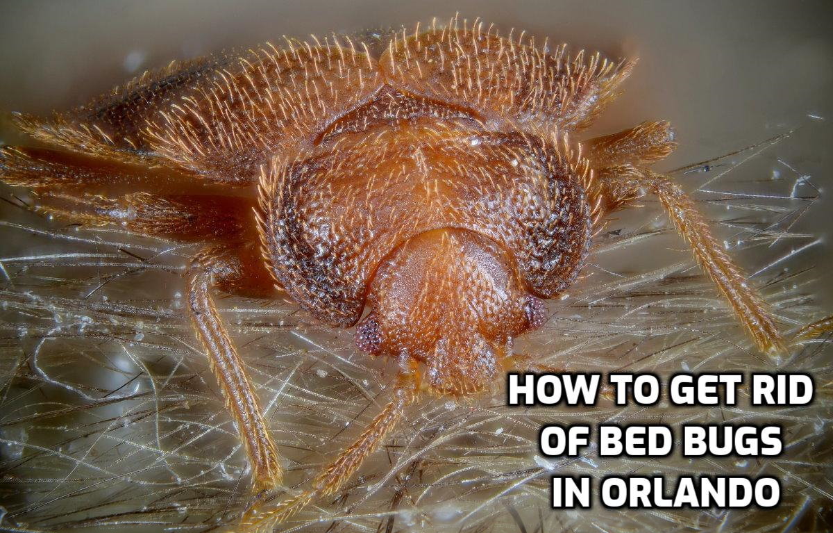 Bed bug up close with text "How to get rid of bed bugs in Orlando"