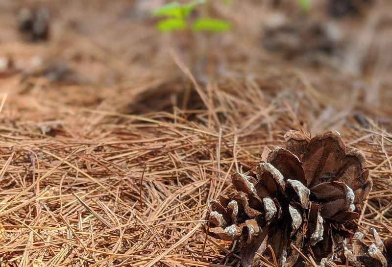 Pine straw mulch