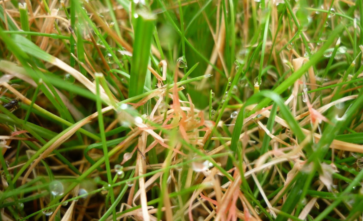 Red Thread Disease on Lawn