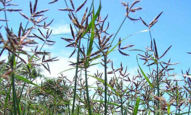 Purple nutsedge has a purplish tint