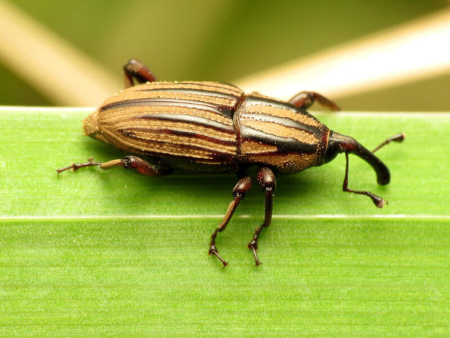 closeup of a billbug on blade of grass