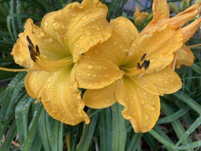 Yellow daylily with water droplets in a side yard in Dallas