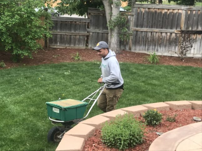 overseeding a lawn