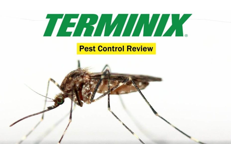 Terminix Full Review Ratings, Prices, Pros & Cons
