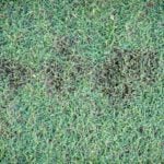 What is Dollar Spot?