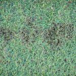 What is Dollar Spot?