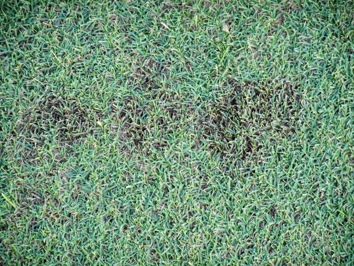 Bermudagrass with dollar spot