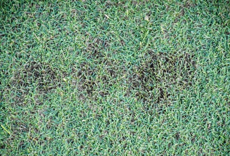 Bermudagrass with dollar spot