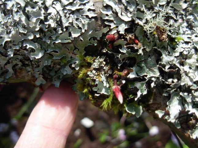 Parmelia lichen