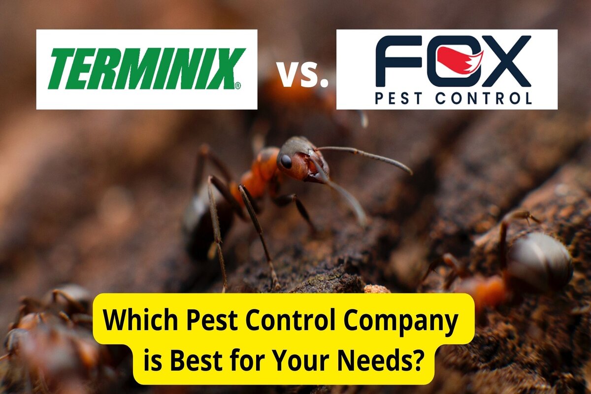 Text: Terminix vs. Fox Pest Control Background Image: An Ant