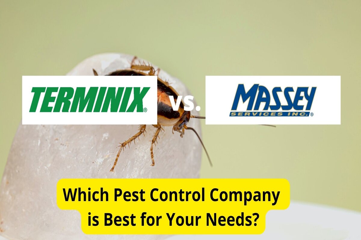 Text: Terminix vs. Massey Services review Background Image: Cockroach on rock