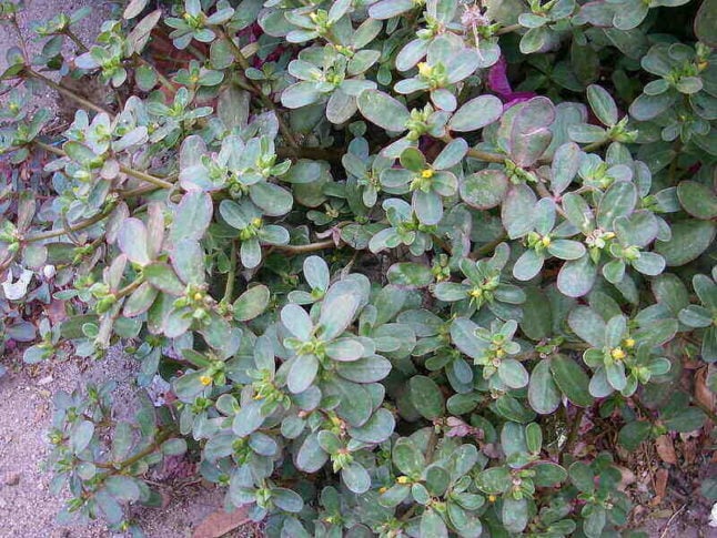 Purslane