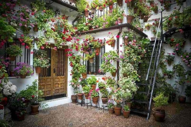 small, backyard patio with various potted plants, climbing plants, and hanging plants