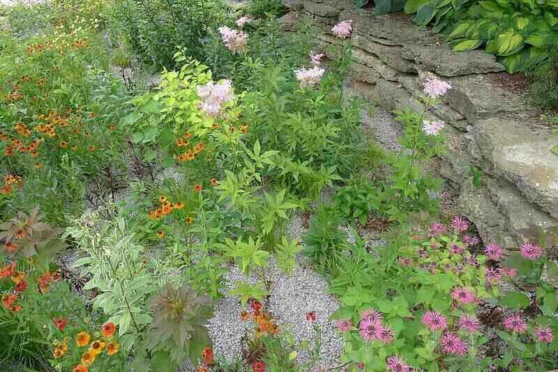 Rain garden with colorful flowers and rocks as mulch